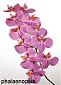 phalaenopsis