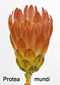 protea