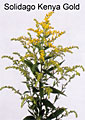 solidago