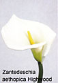 calla