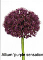 allium