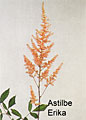 astilbe