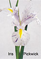 iris