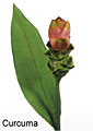 curcuma