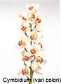 cimbidium