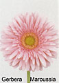 gerbera