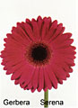 gerbera