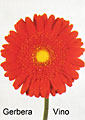 gerbera