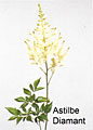 astilbe