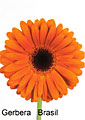 gerbera