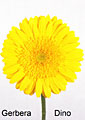 gerbera