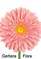 gerbera