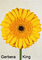 gerbera