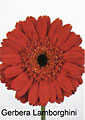 gerbera