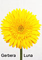 gerbera