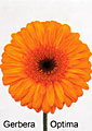 gerbera