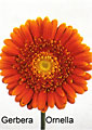 gerbera