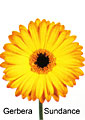 gerbera