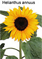 girasole