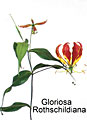 gloriosa