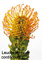 leucospermum