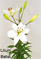 lilium