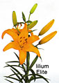 lilium