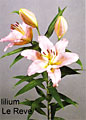 lilium