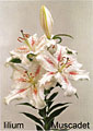 lilium