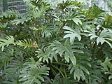 Scheda Sellum (Philodendron selloum)