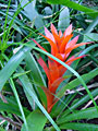 Scheda Guzmania (Guzmania lingulata)