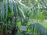 Scheda Kenzia (Howea forsteriana)