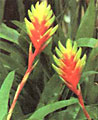 Scheda Vrisea (Vriesea)