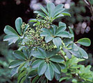 Scheda Schefflera (Schefflera arboricola)