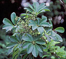 Schefflera