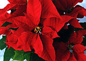 Scheda Stella di Natale o Poinsettia (Euphorbia pulcherrima)