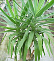 Yucca