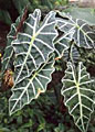 Scheda Alocasia (Alocasia amazonica)