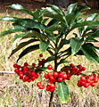 Ardisia