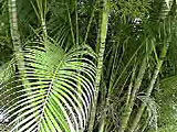 Scheda Areca (Areca catechu)