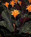 Scheda Crocata (Calathea crocata)