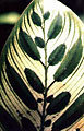 Scheda Calatea (Calathea makoyana)