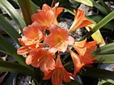 Clivia