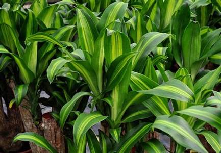 Scheda Tronchetto della felicita' (Dracaena fragrans massangeana)