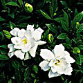 Scheda Gardenia (Gardenia jasminoides)