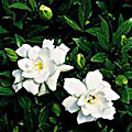 Gardenia