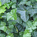 Scheda Edera (Hedera helix)