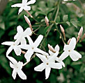 Scheda Gelsomino (Jasminum)