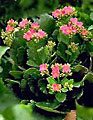 Scheda Calancoa (Kalanchoe blossfeldiana)