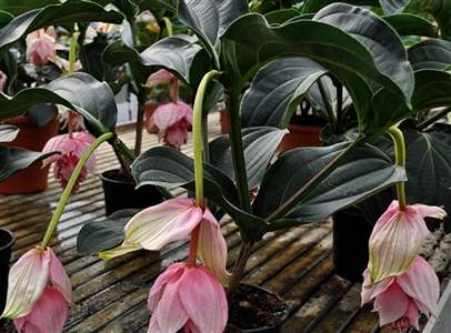 Scheda Medinilla (Medinilla magnifica)